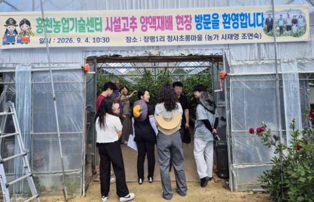 홍천군, 시설고추 양액재배로 연작장해 줄인다